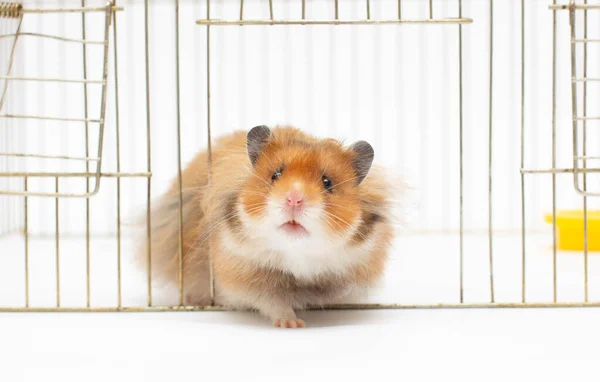 Niedlicher Brauner Hamster Käfig — Stockfoto