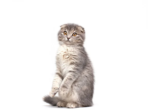 Standing Scottish Straight Cat Kitten Looking Isolated White Background — стоковое фото