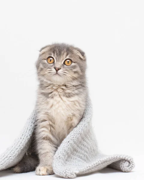 Portrait Beautiful Cat Scottish Fold White Background — Stock Photo, Image