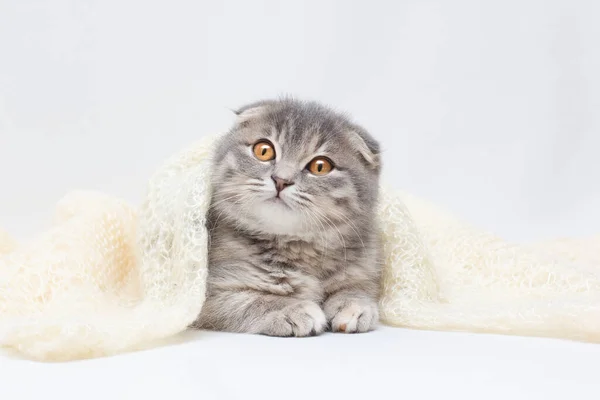 Schattig Schots Vouw Kat Verbergen Onder Een Deken — Stockfoto