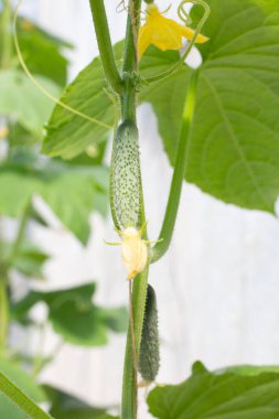 Çiçek ve dalları ile küçük salatalık