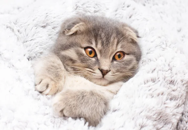 Prachtig Portret Van Scottish Fold Kattenras Vouw Wit Geïsoleerde Achtergrond — Stockfoto
