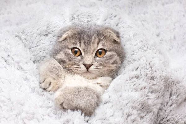 Speels Gelukkig Kitten Het Bed Portret Van Schattige Grijze Kat — Stockfoto