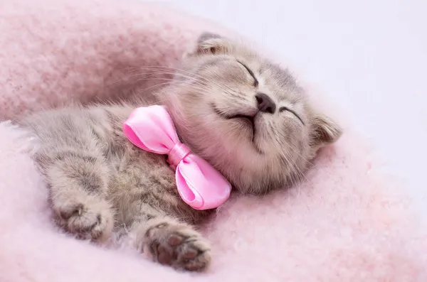Klein Lachend Grijs Kitten Met Roze Strikje Liggend Rug Slapend — Stockfoto