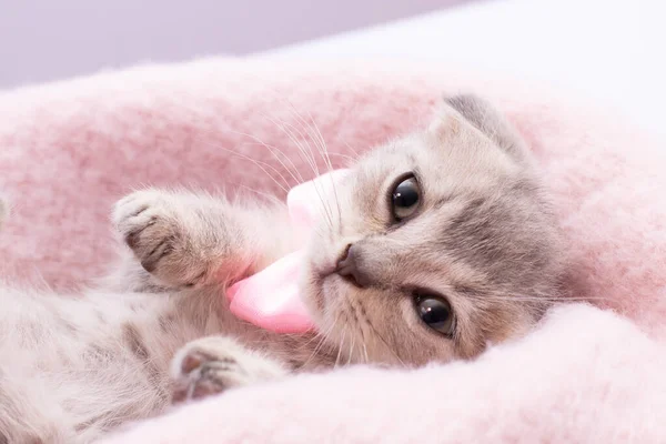 Klein Lachend Grijs Kitten Met Roze Strikje Liggend Rug Slapend — Stockfoto