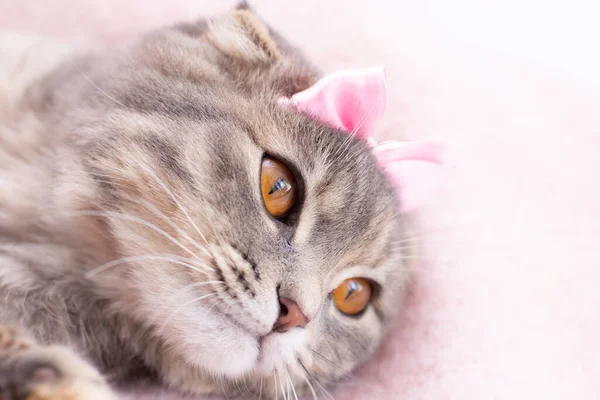 Gato Dobra Escocês Com Retrato Arco Rosa — Fotografia de Stock