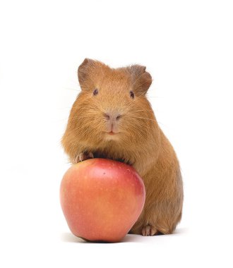 eskiden şiling şimdi domuz ve Kırmızı elma