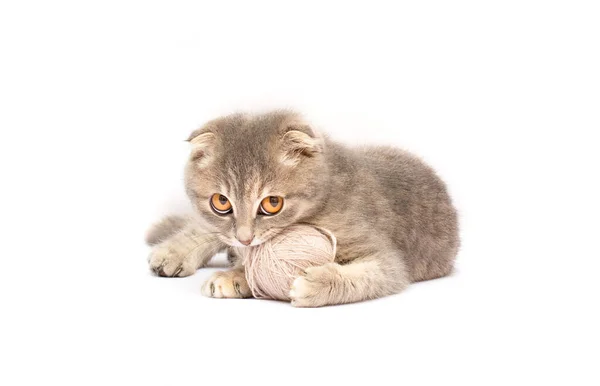 Funny Gray Kitten Ball Thread Isolated White — Stock Photo, Image
