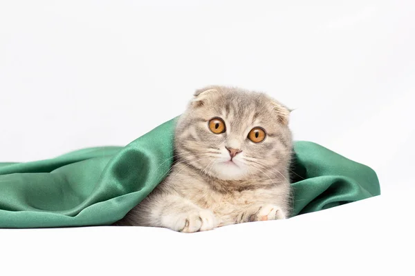 Krásný Portrét Skotského Plemene Fold Kočka Složit Bílém Izolovaném Pozadí — Stock fotografie