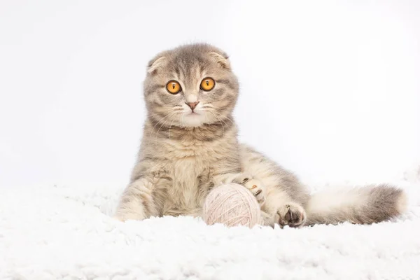 苏格兰折叠猫的美丽肖像在白色孤立的背景下繁育后代 可爱的年轻的银色条纹苏格兰折叠猫 — 图库照片