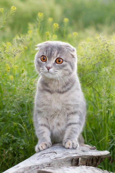 Portrait of the scottish fold cat are sitting in the garden with green grass. White cat are looking something.