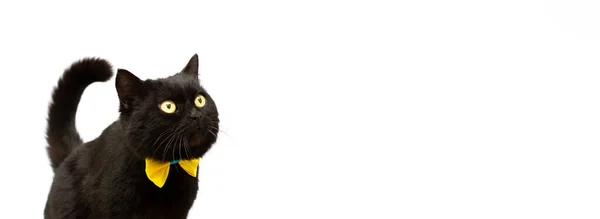 Preto Gato Vestindo Dourado Arco Isolado Cópia Espaço Banner — Fotografia de Stock