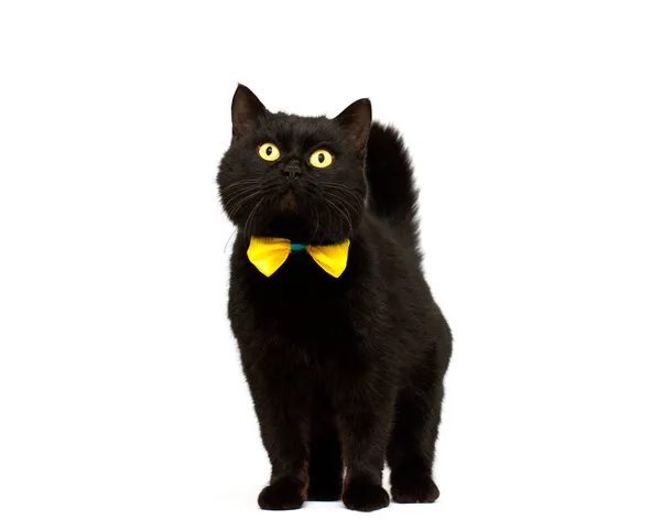 Gato Preto Usando Arco Dourado Isolado — Fotografia de Stock