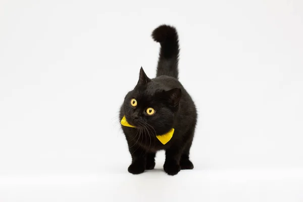 Черная Кошка Желтым Бантом Поисках Позирует Белом Фоне — стоковое фото