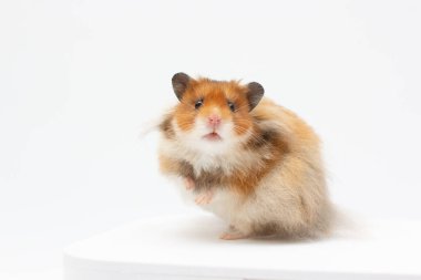 hamster ayakta ve beyaz arka plan önünde kamera bakıyor