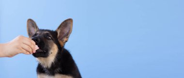 Çocuk onu kuru yiyecekle besleyen evcil köpeğe bakıyor.