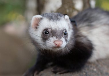 Sable ferret, mustela putorius, yeşil çimenlerin üzerinde yürüyüş