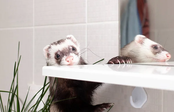 Ferret Polecat Παίζουν Στο Μπάνιο — Φωτογραφία Αρχείου