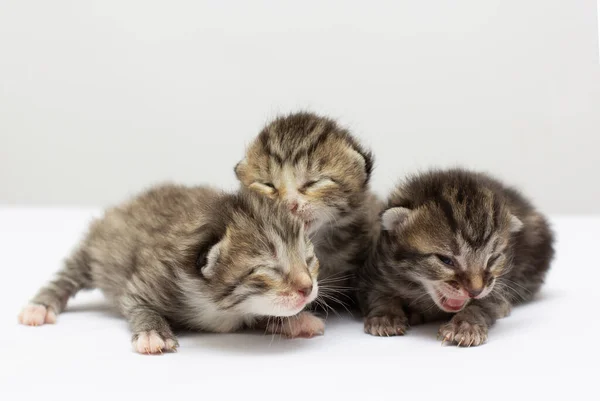 Drie Baby Kittens Vooraan Geïsoleerd Witte Achtergrond — Stockfoto