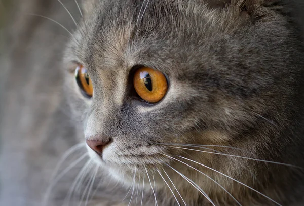 Detailní Portrét Šedé Skotské Skládací Kočky Velkýma Žlutýma Očima — Stock fotografie