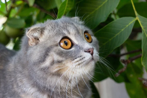 Porträtt Scottish Fold Katt Naturen — Stockfoto