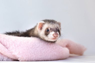 Beyaz arkaplanda gelincik rengi çelik eldiven