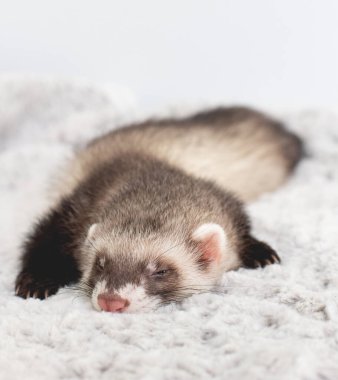 Genç Siyam Samuru Gelincik kiti