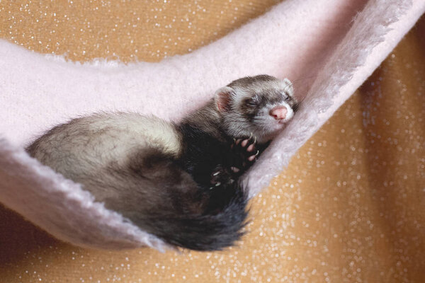 Cute young ferret or weasel in his cage