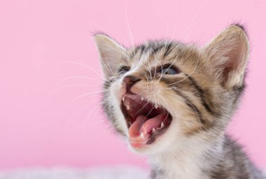 Yavru kedi ADGG safkan yavru kedi bağırır. Bebek kedi yavrusu