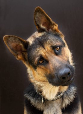 Stüdyoda siyah arka planda Alman çoban köpeği