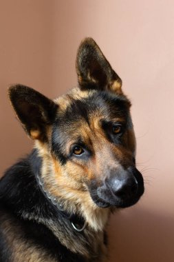 Alman çoban köpeği kameraya arka planda bakıyor