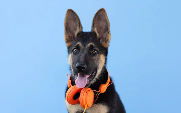 Chien Berger Allemand Chiot Dans Casque Fond Isolé Bleu Clair — Photo