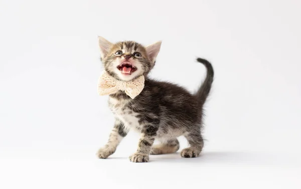 Jong Zilver Tabby Kitten Zoek Omhoog Het Dragen Van Een — Stockfoto