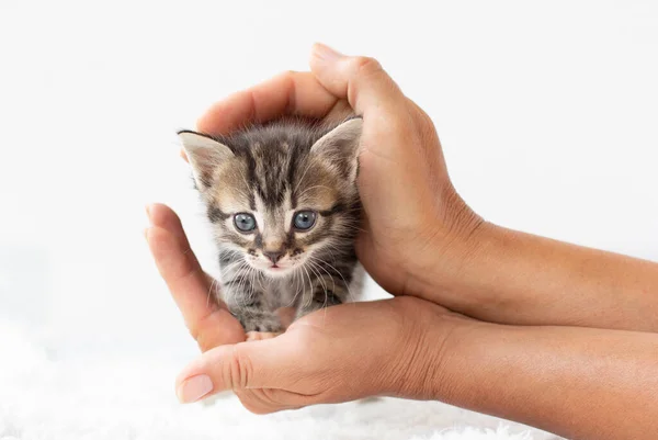 在人类手中的小小猫 — 图库照片