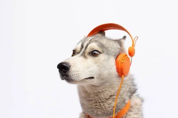 Schöner Huskies Hund Mit Kopfhörer Isoliert Auf Weiß — Stockfoto