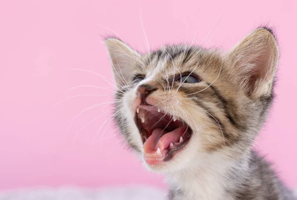 Het Katje Miauwt Schreeuwt Rasechte Kitten Baby Kitten — Stockfoto