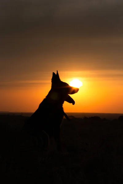 Hundesilhouette Bei Sonnenuntergang Auf Dem Feld — Stockfoto