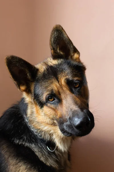 Alman çoban köpeği kameraya arka planda bakıyor