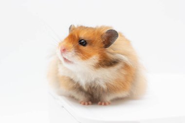 Beyaz arka plan üzerinde izole hamster