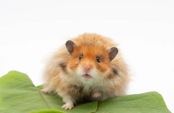 Hamster Est Assis Sur Des Feuilles Vertes Sur Blanc — Photo