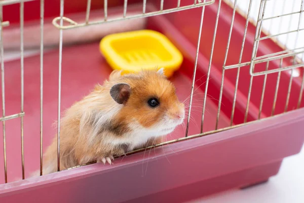 Criceto Siede Ancora Una Gabbia — Foto Stock