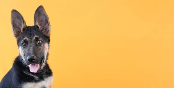 Piękny Szczeniak Jest Owczarek Niemiecki Izolowane Pomarańczowym Tle Puszysty Pies — Zdjęcie stockowe