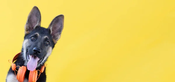 Hund Tyska Herde Valp Hörlurar Gul Isolerad Bakgrund Begreppet Husdjur — Stockfoto