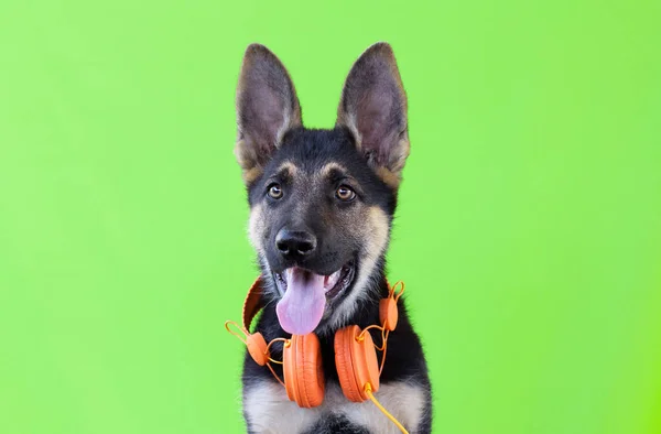 Pies Owczarek Niemiecki Szczeniak Słuchawkach Jasnozielone Odizolowane Tło Koncepcja Zwierząt — Zdjęcie stockowe