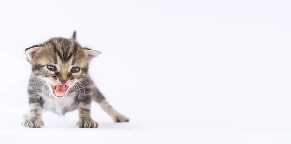 Een Klein Poesje Laat Een Kreet Horen Terwijl Hij Een — Stockfoto