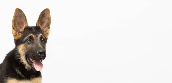 ドイツの羊飼いの子犬の小さな犬 コピースペースと白い背景バナーの肖像画 — ストック写真