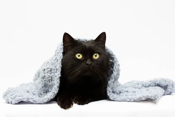 Gato Preto Bonito Com Olhos Amarelos Espreita Para Fora Baixo — Fotografia de Stock