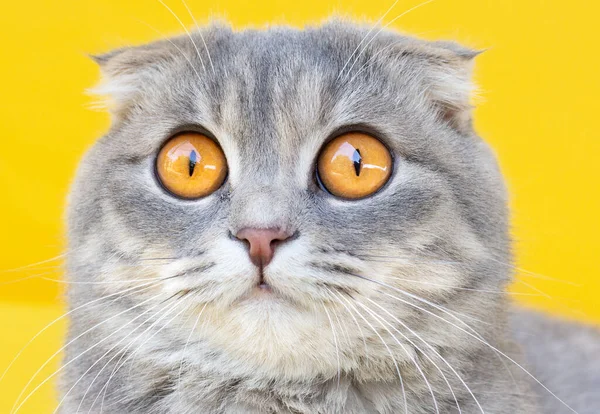 苏格兰 猫非常漂亮 看起来像直 这只英国猫咪仔细地看了看 猫的眼睛盯着黄色背景 — 图库照片