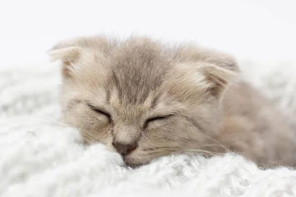 Carino Grigio Divertente Gattino Dormire Tessuto Grigio — Foto Stock