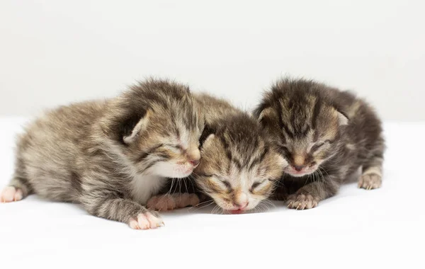 Tres Gatitos Grises Recién Nacidos Sobre Fondo Blanco — Foto de Stock